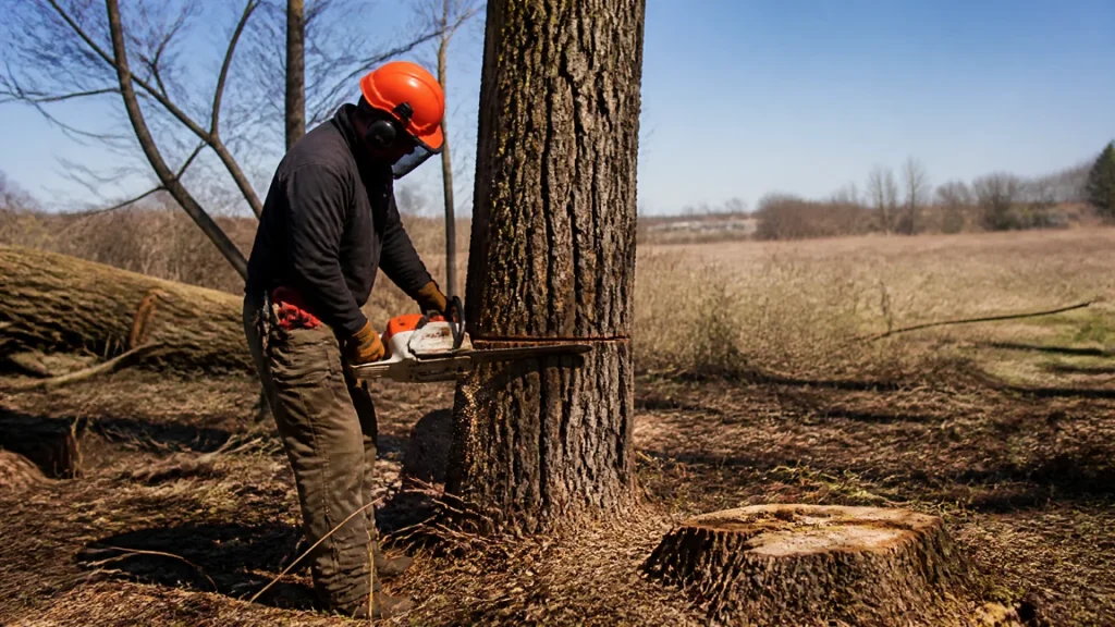 Qui doit abattre les arbres sur les terrains loués ?