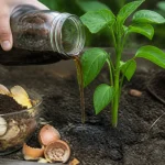 Quel est le meilleur booster naturel pour les plantes ?