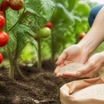Quel est le meilleur engrais pour les tomates ?